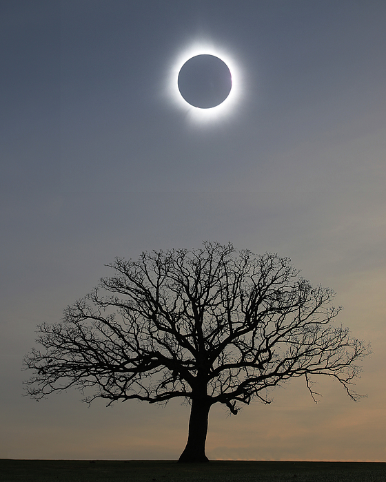 Christopher McKenzie - Morning Wood Eclipse