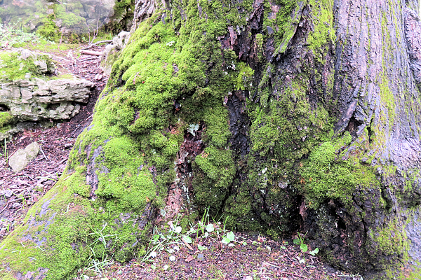 Only A Fine Day - Moss-Covered Tree Root