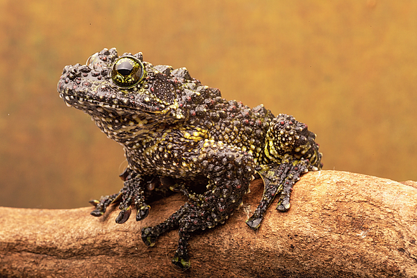 Moss the Frog Yoga Mat – Tiny Protectors