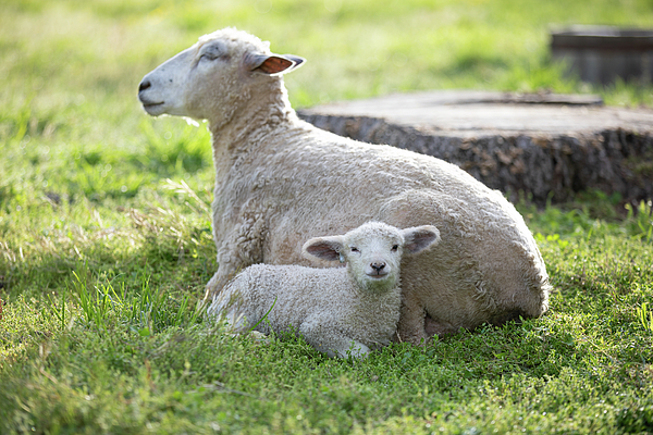 Rachel Morrison - Mother Ewe and Baby Lamb Relax Together