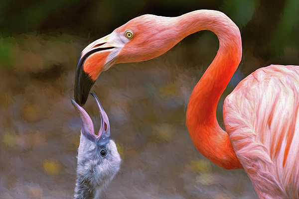 Steve Rich - Mother Flamingo Feeding Baby Flamingo - Painted