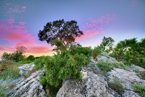 Guido Montanes Castillo - Mountain oak. Sierra de Huetor Natural park. At sunset. Granada. Spain