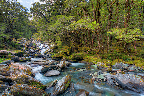 Alexey Stiop - Mountain Stream in New Zealand