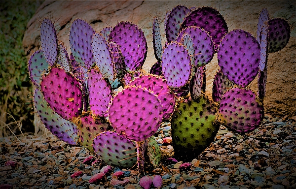 Elizabeth Pennington - Multicolored Cactus