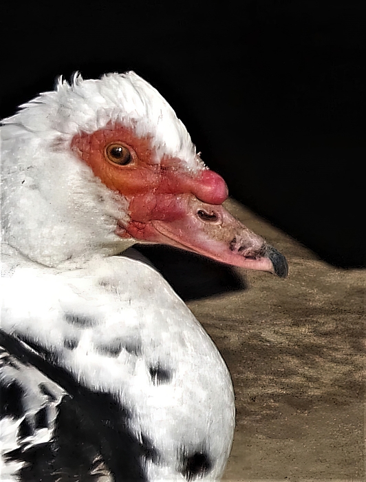 Mike Breau - Muscovy Drake Portrait Staring Right