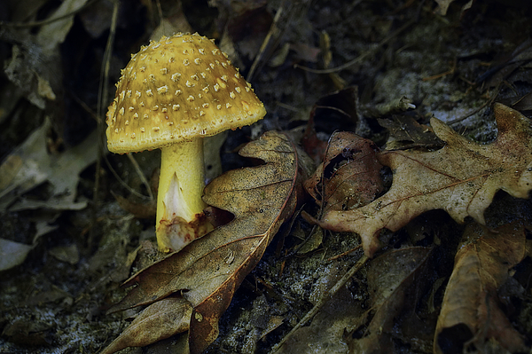 Nikolyn McDonald - Mushroom and Oak Leaves