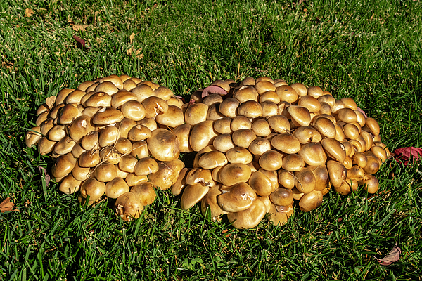 Frank Wilson - Mushroom Clusters