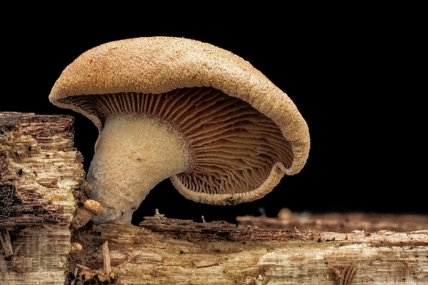 Mushrooms Wooden Jigsaw Puzzle