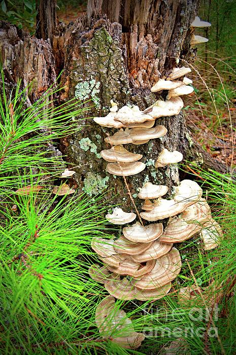 Linda Covino - Mushrooms in the Wild