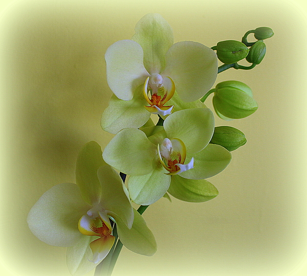 Dora Sofia Caputo - My Green Orchids
