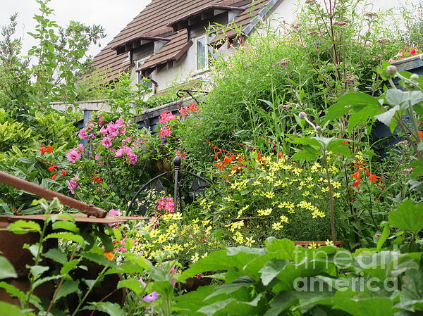 Lesley Evered - My Summer Garden After Rain
