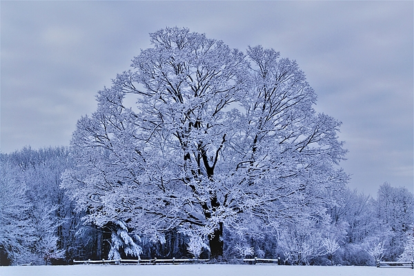 Warren LaBaire Photography - My Tree Photo Snow