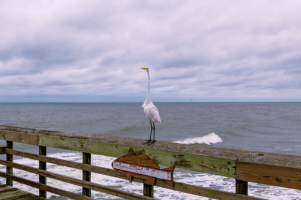 Steve Rich - Myrtle Beach State Park Fishing Pier - Great White Egret