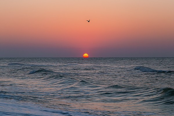Steve Rich - Myrtle Beach Sunrise with Seagull