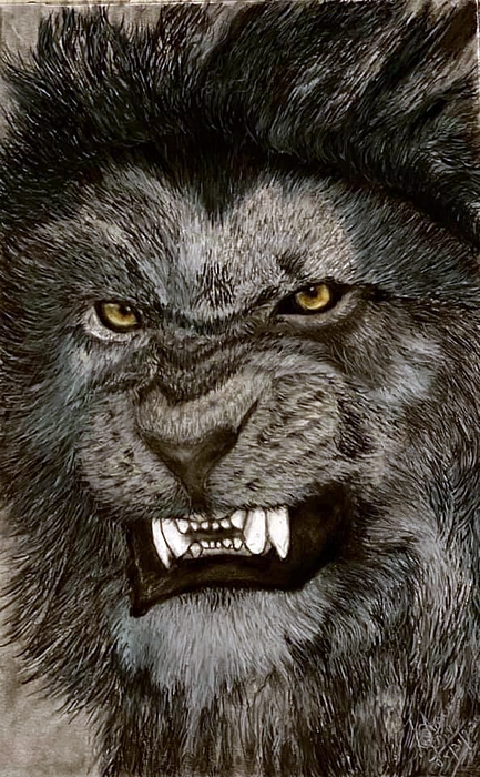 Lion Drawings