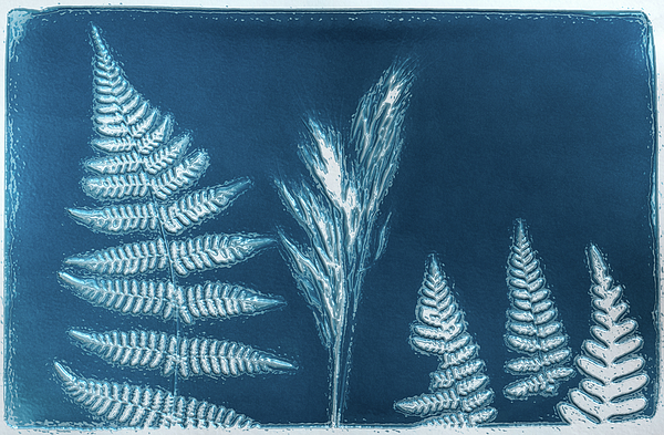 Sylvia Goldkranz - Nature in Cyanotype