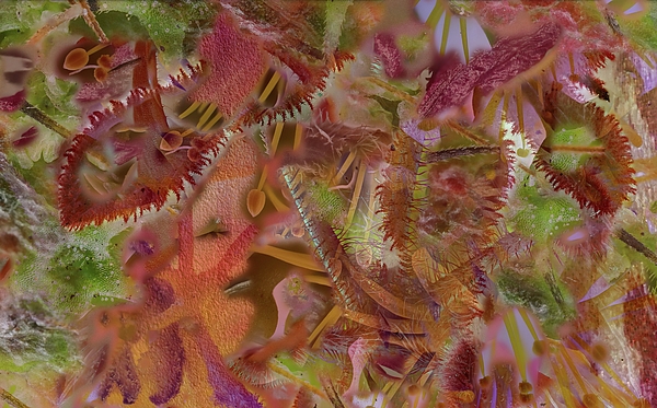 Nature Art
