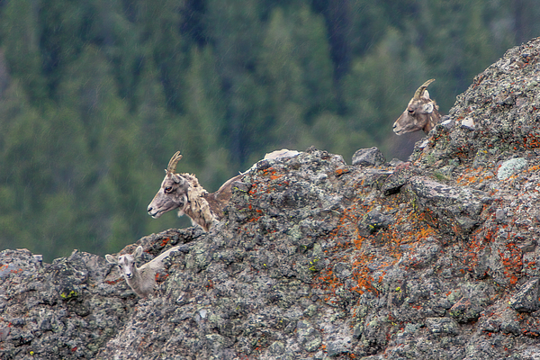 Wildlife Photographs