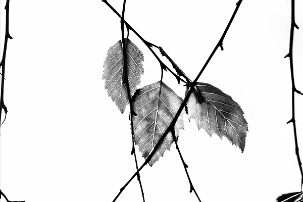 Bob Orsillo - Natures Minimal Abstract Leaves and Branches 24