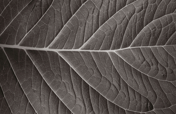 Nature Art