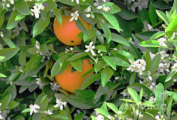 Debby Pueschel - Naval Orange Blossoms