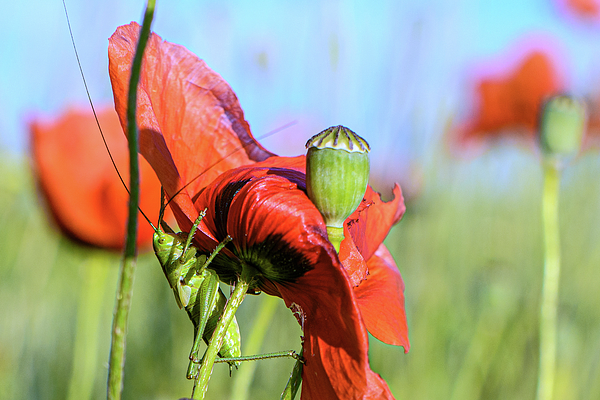 Poppy Art