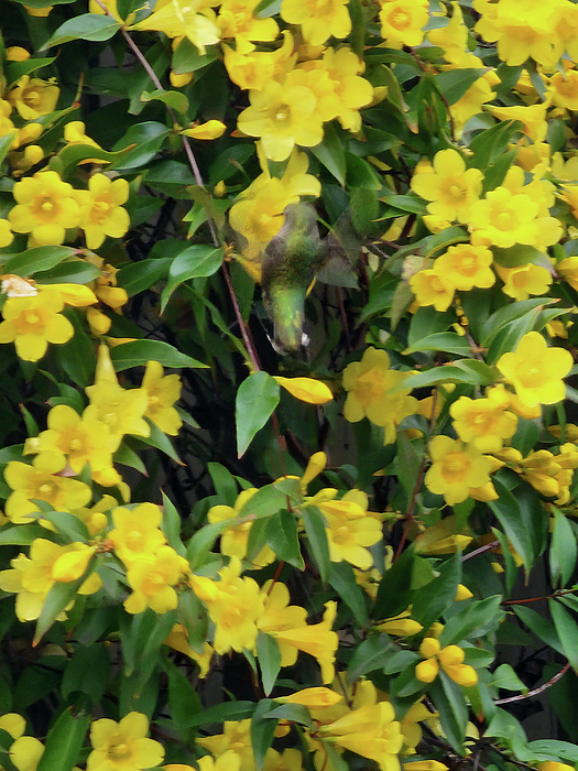 Karen Conger - Nectar Time HUMMINGBIRD Yellow Jasmine