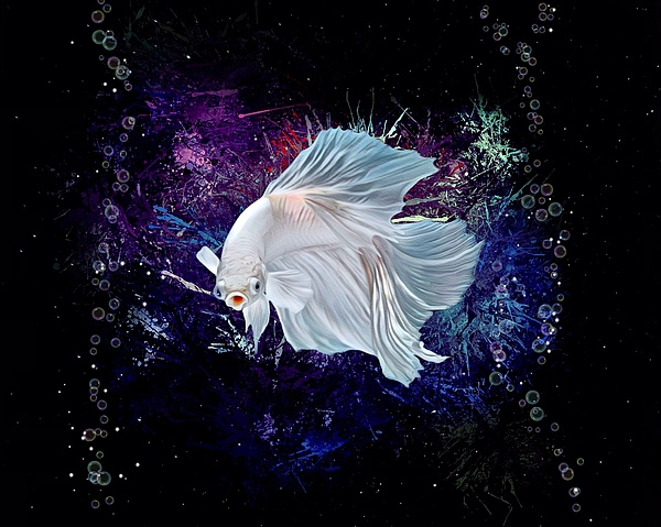 Beautiful Betta Fish Wallpaper Bettaguppy Stock Photo 1902415006 |  Shutterstock