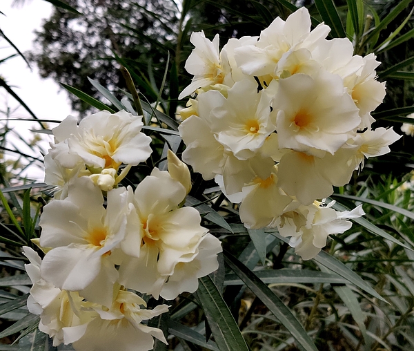 Anand Swaroop Manchiraju - Nerium oleander 