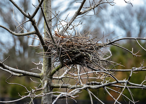 David Beard - Nest in a Little Tree
