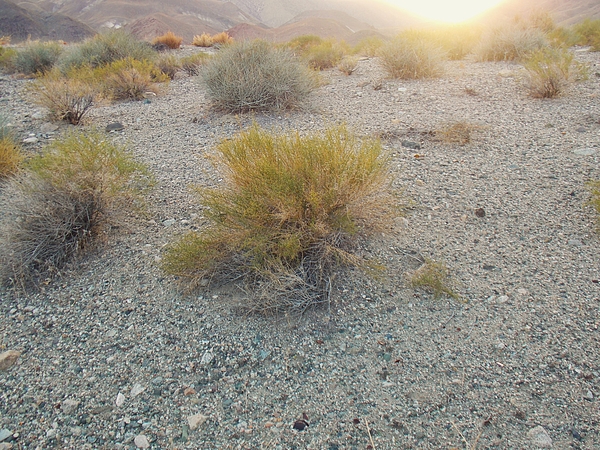 Troy Wilson-Ripsom - Nevada Desert Flora
