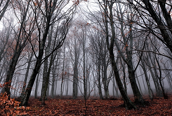 Never ending forest - landscape photography of bare trees in forest ...