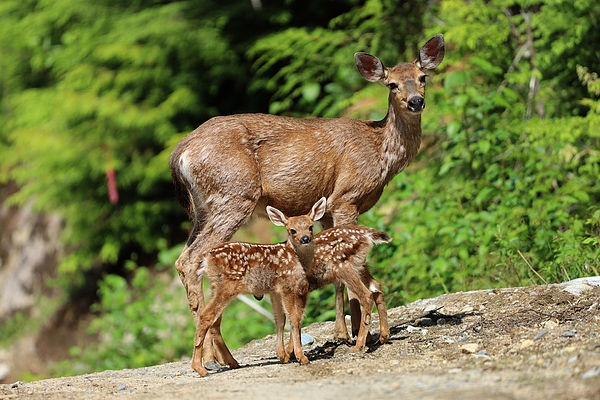 Ian McAdie - Twin Fawns with Doe Sunny Adventures 