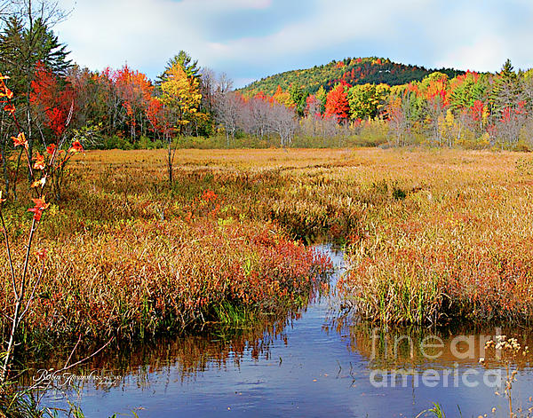 Robin Amaral - New Hampshire Wetland