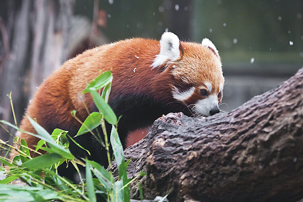 https://images.fineartamerica.com/images/artworkimages/medium/3/new-years-cute-red-panda-small-panda-on-the-branches-of-a-tre-michael-semenov.jpg