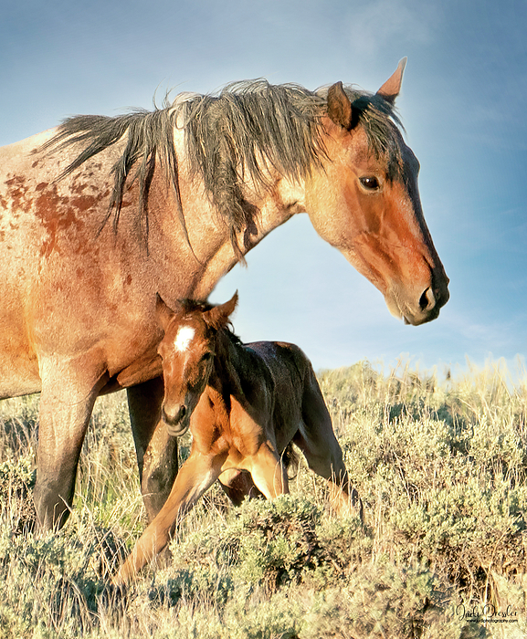 Newborn wild Mustang Foal s first Steps Fleece Blanket