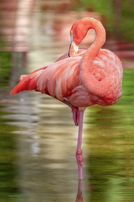 https://images.fineartamerica.com/images/artworkimages/medium/3/nice-elegant-flamingo-standing-in-the-water-arpad-radoczy.jpg