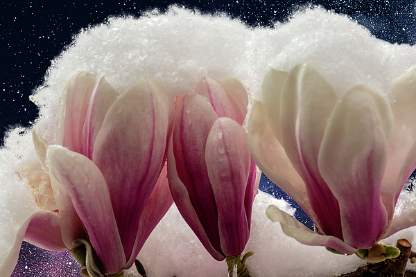 Eckart Mayer Photography - Night sky Magnolia, covered by the snow...