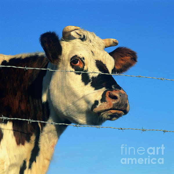 barbed wire fence cattle