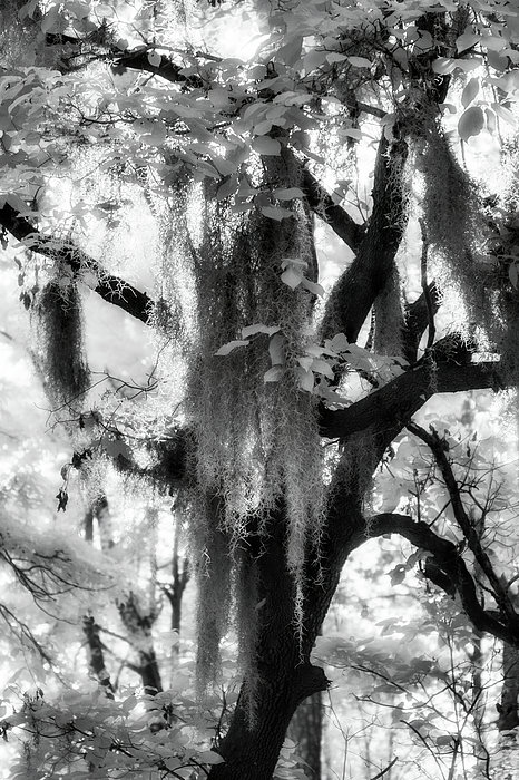 Dan Carmichael - North Carolina Spanish Moss in Tree 83