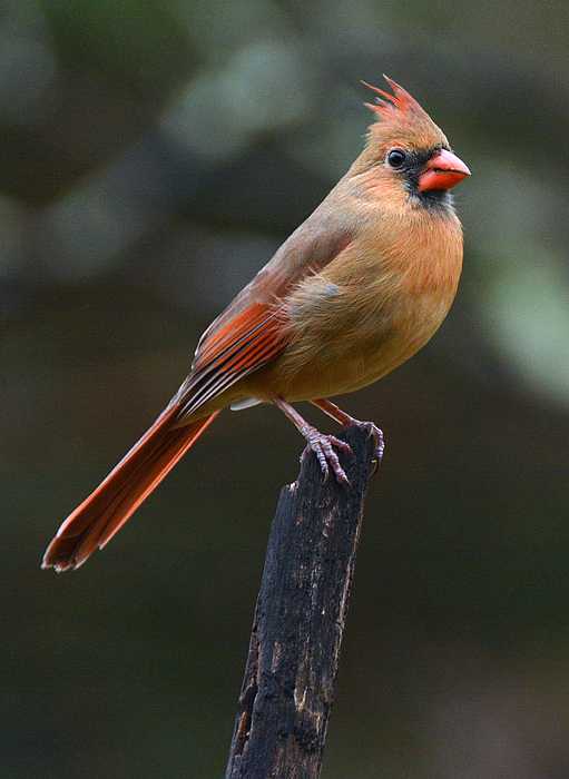 Dianne Sherrill - Northern Cardinal Female