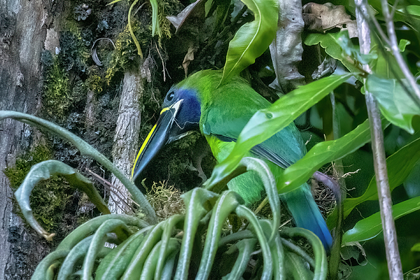 Belinda Greb - Northern Emerald Toucanet, Blue-throated