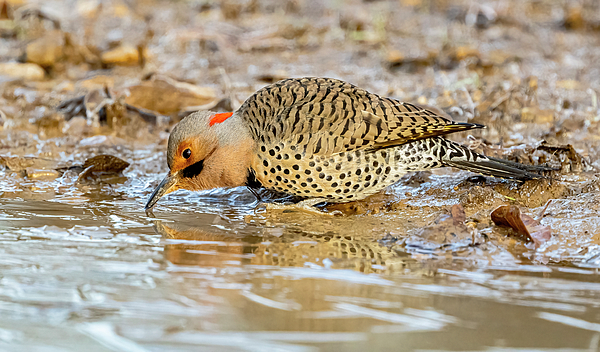 Morris Finkelstein - Northern Flicker Drinking Water