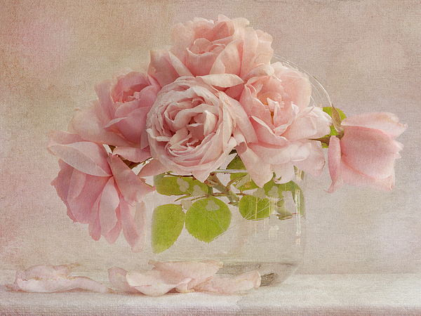Rose Photographs