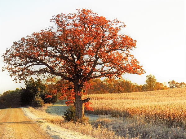 Lori Frisch - Oak Along a Rural Road 