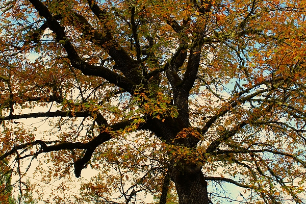Kerstin Epifanio - Oak Tree in the Autumn