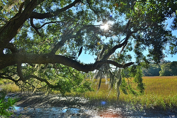 Lisa Wooten - Oak Tree Sunburst