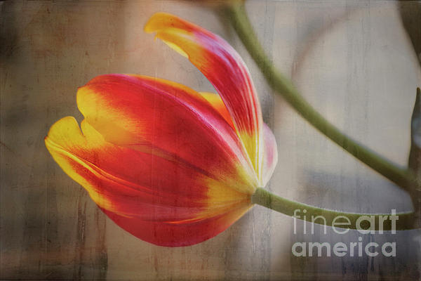 Renata Natale - Ode to Spring Tulips