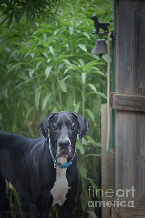 Natural Abstract Photography - Oisin in the Garden - Great Dane