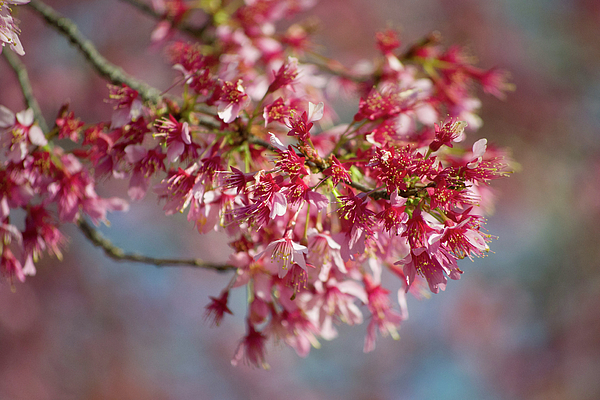 Startasha Lopez - Okame cherry trees in bloom
